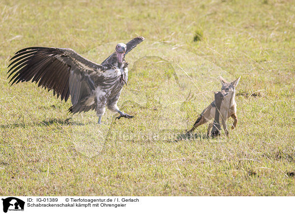 Schabrackenschakal kmpft mit Ohrengeier / Red Jackal fights with Lappet-faced Vulture / IG-01389