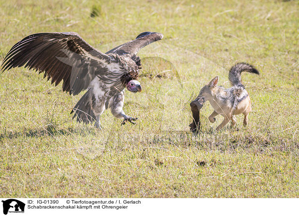 Schabrackenschakal kmpft mit Ohrengeier / Red Jackal fights with Lappet-faced Vulture / IG-01390