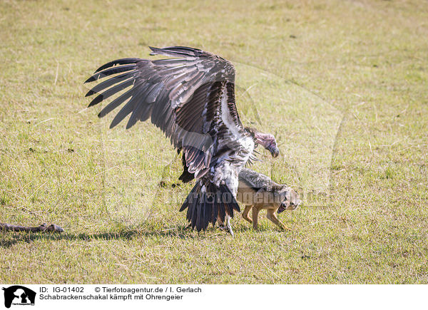 Schabrackenschakal kmpft mit Ohrengeier / Red Jackal fights with Lappet-faced Vulture / IG-01402