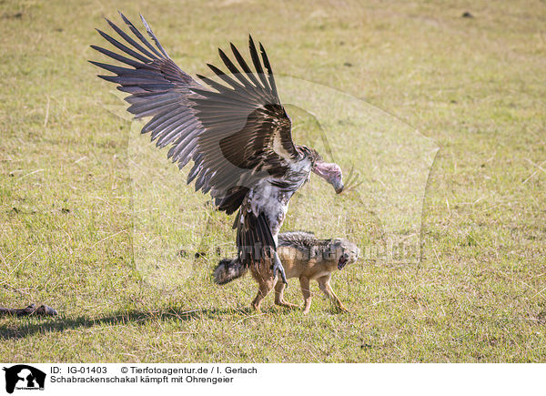 Schabrackenschakal kmpft mit Ohrengeier / Red Jackal fights with Lappet-faced Vulture / IG-01403