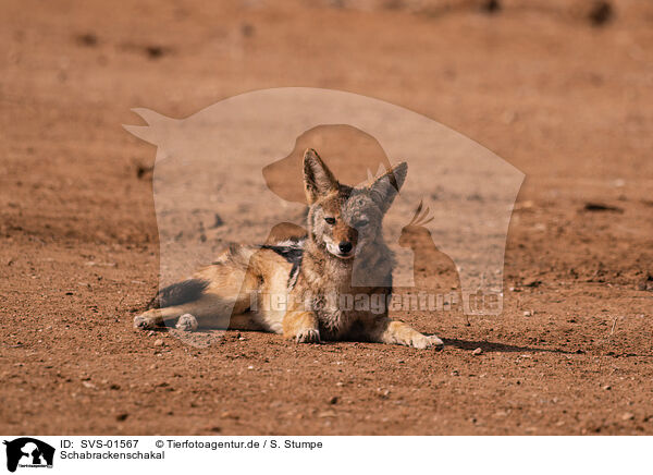 Schabrackenschakal / SVS-01567