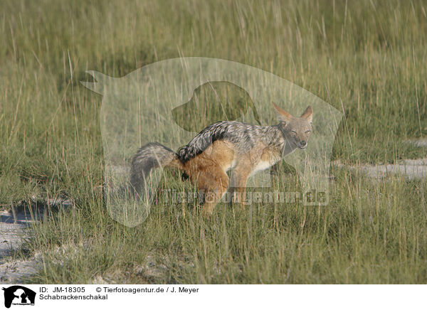 Schabrackenschakal / black-backed jackal / JM-18305