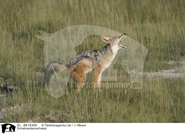 Schabrackenschakal / black-backed jackal / JM-18308