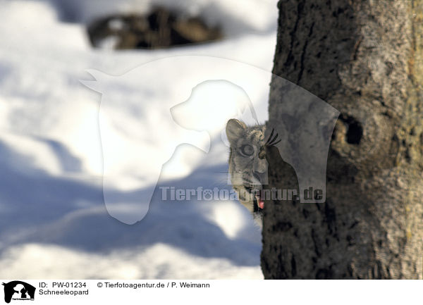 Schneeleopard / Snow leopard / PW-01234