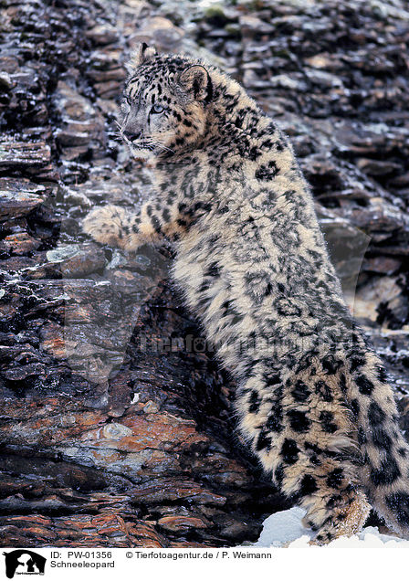 Schneeleopard / Snow leopard / PW-01356