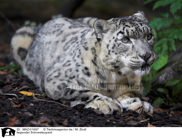 liegender Schneeleopard / lying snow leopard / MAZ-01687