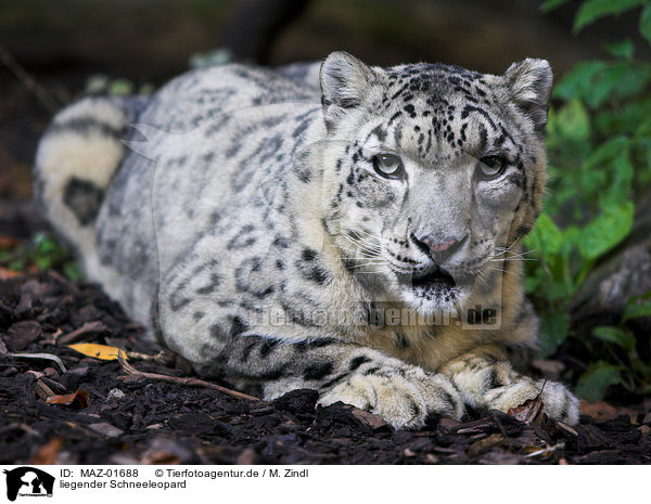 liegender Schneeleopard / lying snow leopard / MAZ-01688