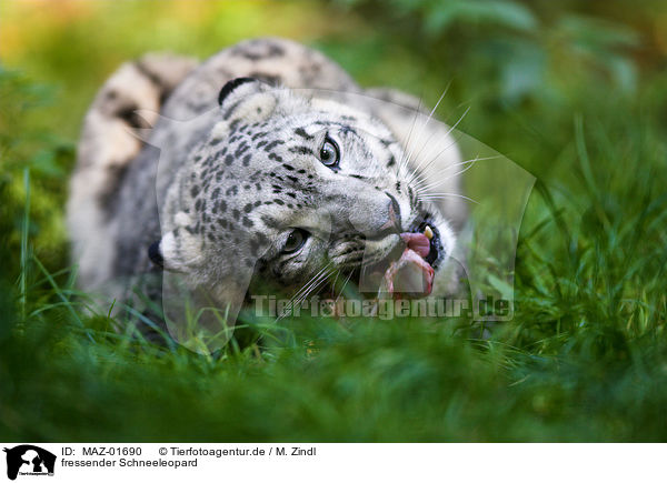 fressender Schneeleopard / eating snow leopard / MAZ-01690