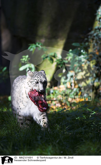 fressender Schneeleopard / eating snow leopard / MAZ-01691