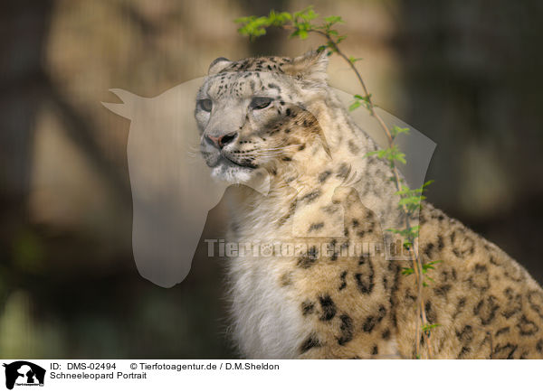 Schneeleopard Portrait / DMS-02494