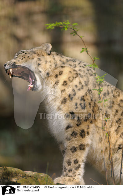 Schneeleopard / snow leopard / DMS-02495