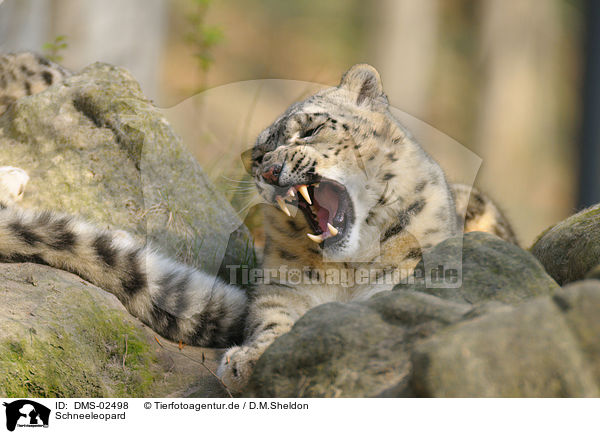 Schneeleopard / snow leopard / DMS-02498