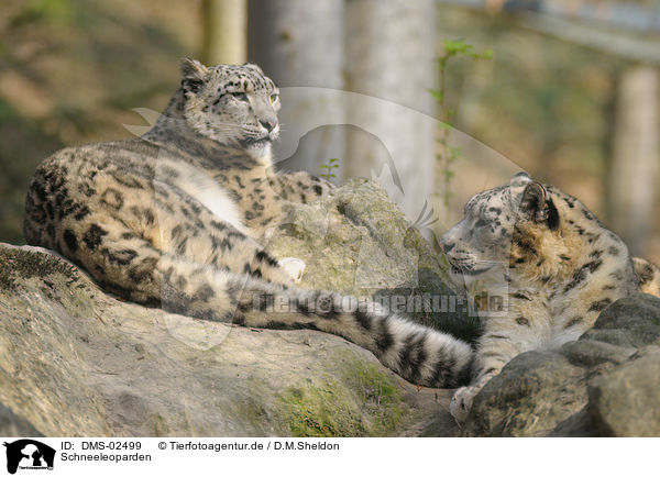 Schneeleoparden / snow leopards / DMS-02499
