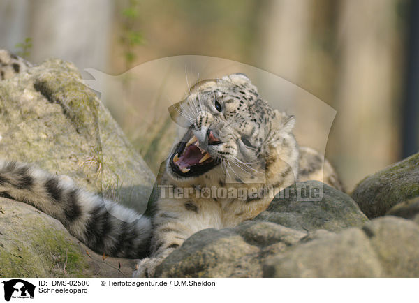 Schneeleopard / snow leopard / DMS-02500