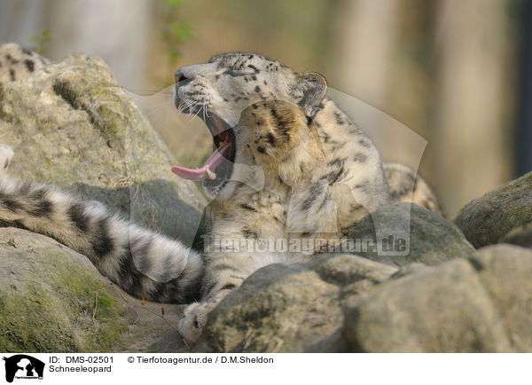 Schneeleopard / snow leopard / DMS-02501