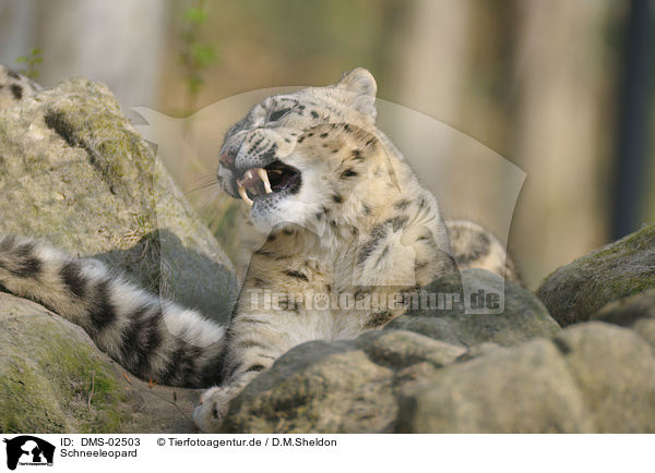 Schneeleopard / snow leopard / DMS-02503