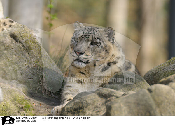 Schneeleopard / snow leopard / DMS-02504