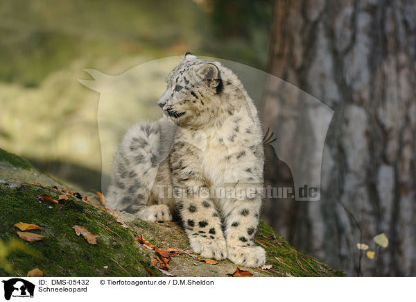 Schneeleopard / snow leopard / DMS-05432