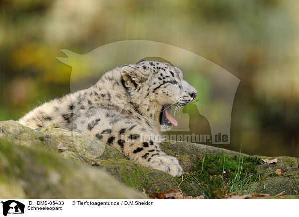 Schneeleopard / snow leopard / DMS-05433