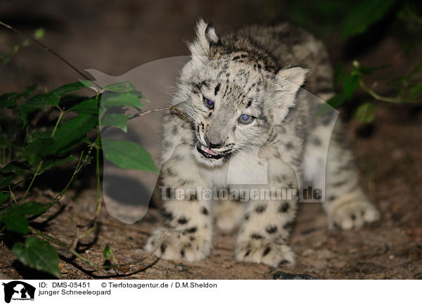 junger Schneeleopard / young snow leopard / DMS-05451