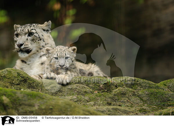 Schneeleoparden / DMS-05458