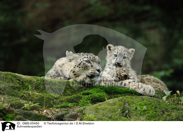 Schneeleoparden / snow leopards / DMS-05460