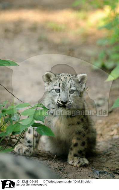 junger Schneeleopard / young snow leopard / DMS-05463