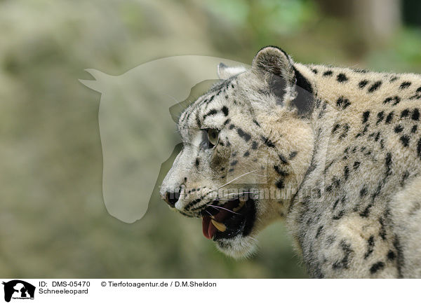 Schneeleopard / snow leopard / DMS-05470