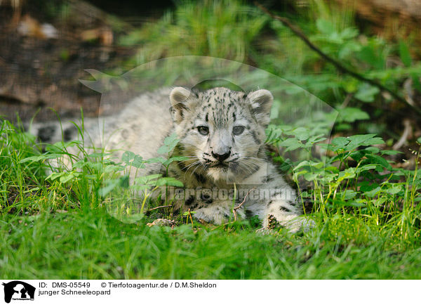 junger Schneeleopard / young snow leopard / DMS-05549