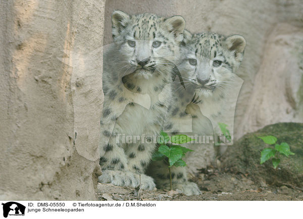 junge Schneeleoparden / DMS-05550