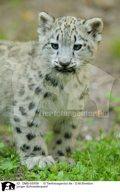 junger Schneeleopard / young snow leopard / DMS-05556