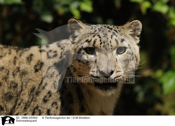 Schneeleopard / snow leopard / DMS-05560