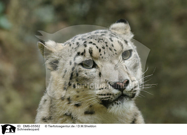 Schneeleopard / snow leopard / DMS-05562
