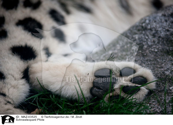 Schneeleopard Pfote / MAZ-03525