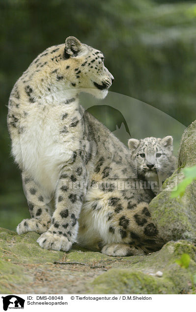 Schneeleoparden / snow leopards / DMS-08048