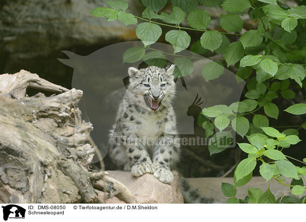 Schneeleopard / snow leopard / DMS-08050