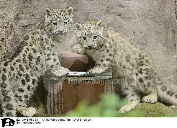 Schneeleoparden / snow leopards / DMS-08053