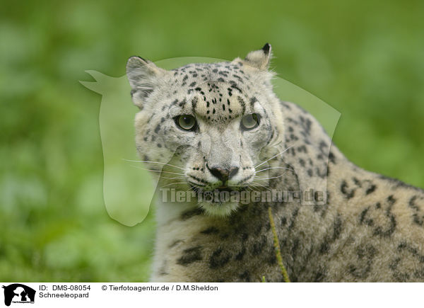Schneeleopard / snow leopard / DMS-08054