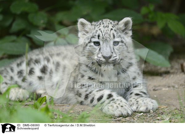 Schneeleopard / snow leopard / DMS-08060