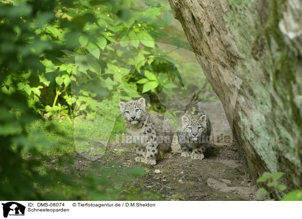 Schneeleoparden / snow leopards / DMS-08074
