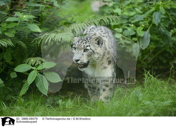Schneeleopard / snow leopard / DMS-08076