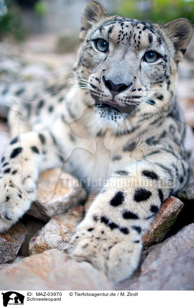 Schneeleopard / snow leopard / MAZ-03970