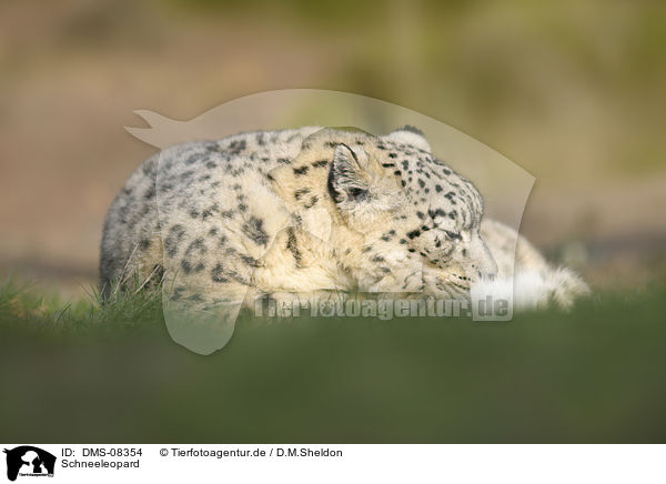 Schneeleopard / snow leopard / DMS-08354
