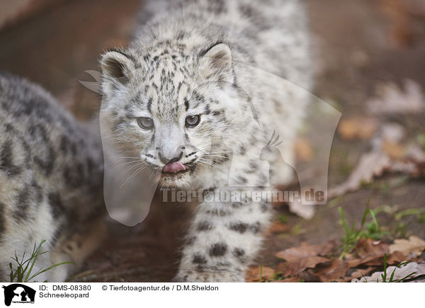 Schneeleopard / snow leopard / DMS-08380