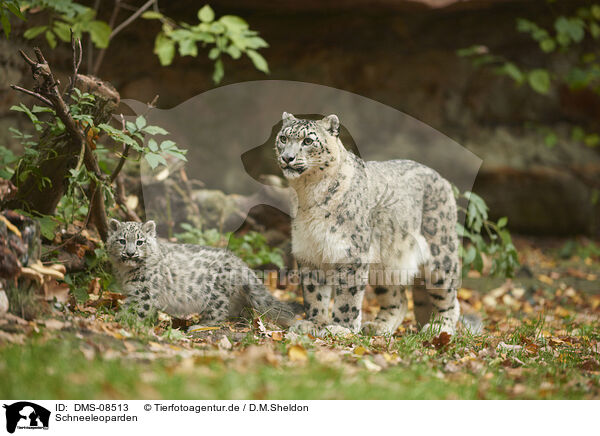 Schneeleoparden / snow leopards / DMS-08513