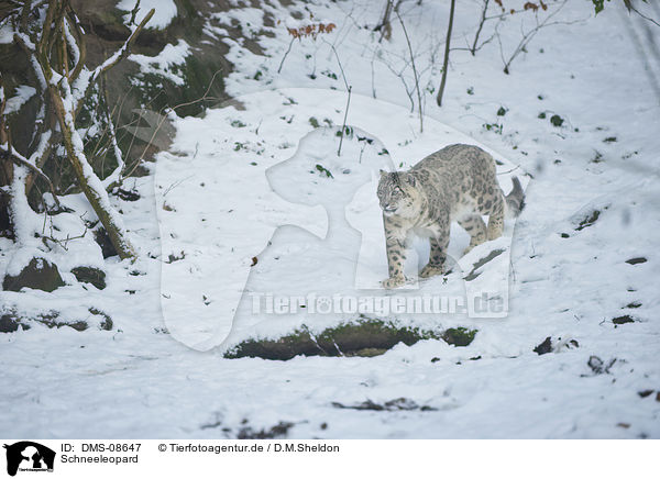 Schneeleopard / snow leopard / DMS-08647