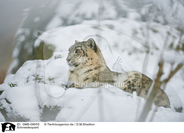 Schneeleopard / snow leopard / DMS-08655