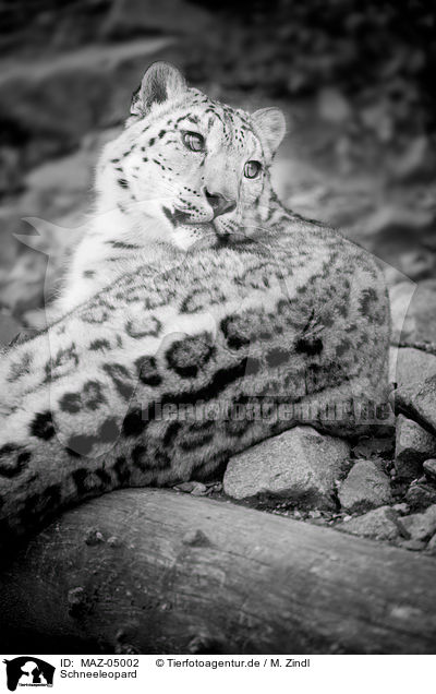 Schneeleopard / snow leopard / MAZ-05002