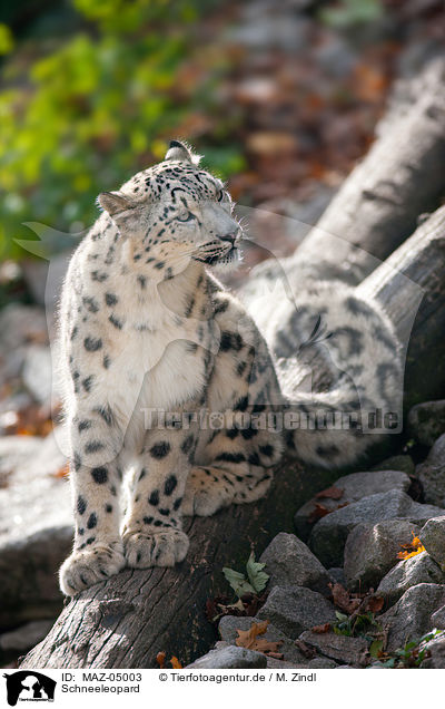 Schneeleopard / snow leopard / MAZ-05003