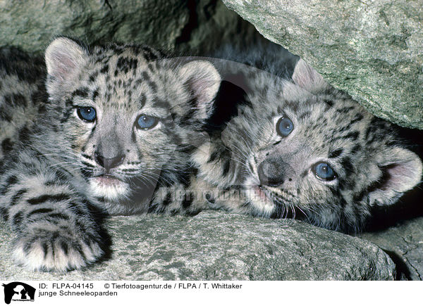 junge Schneeleoparden / youn snow leopards / FLPA-04145